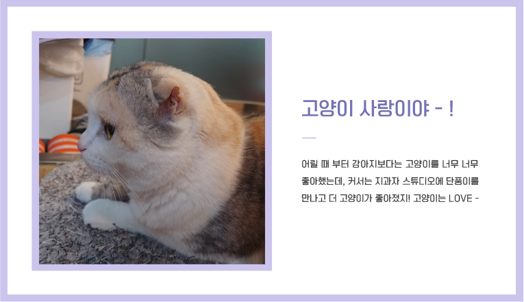 고양이 소개